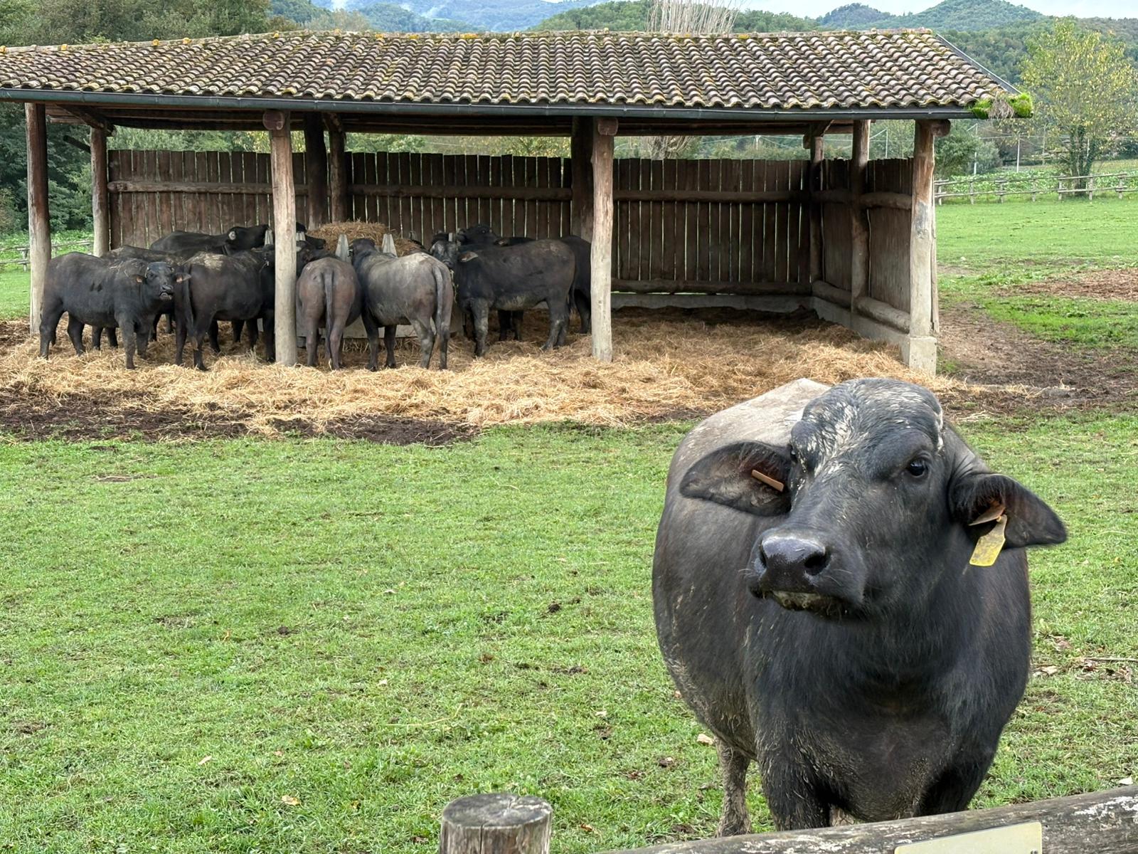 Una bufala dell'allevamento Amù